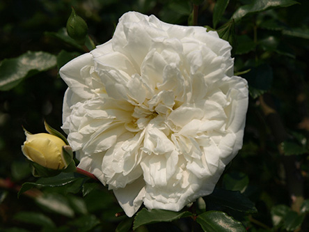 Albéric Barbier