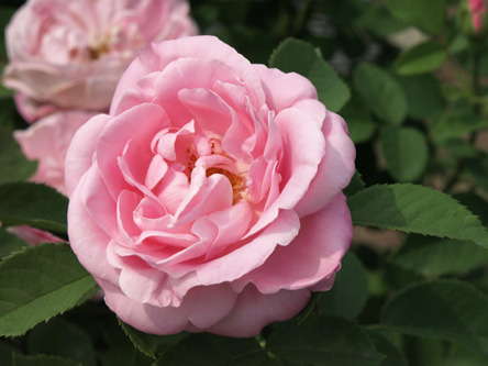 Baroness Rothschild