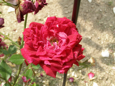 Old_Crimson_China