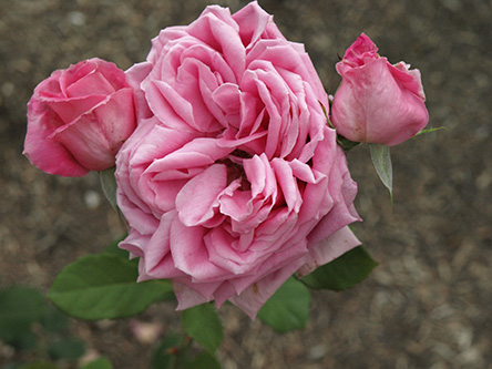 Dame Edith Helen